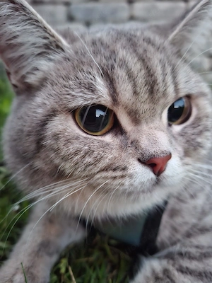  BKH-Katze sucht liebevolles Zuhause 