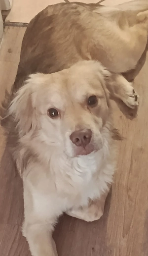 Balou, a.d.Tierschutz, sucht Happy-Home 