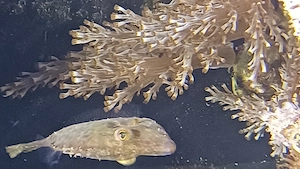 Feilenfisch zu verkaufen 