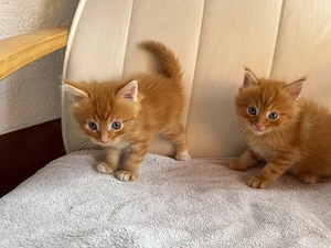 kitten maine coon mix