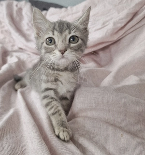 Kätzchen babys