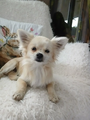 Chihuahua Zwergspitz Hündin 6 Monate