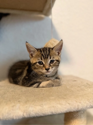 Liebe Katzenbabys suchen ein liebevolles Zuhause 