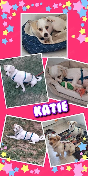 kleine, junge, liebe, unkomplizierte, verkuschelte Hündin "Katie" sucht ein liebevolles Zuhause