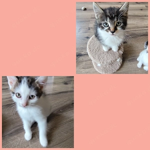 weibliche kitten zu vermitteln 
