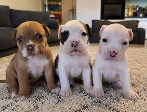 Old English Bulldog Welpen