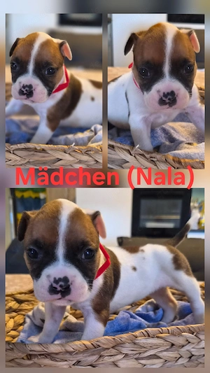 Old English Bulldog Welpen Bild 4