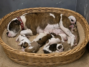 Old English Bulldog Welpen Bild 8