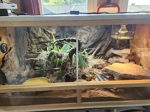 Ich suche ein neues Zuhause für meine Leopardgecko Dame