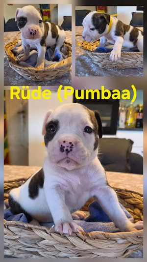 Old English Bulldog Welpen Bild 7