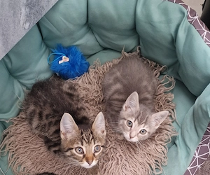 Kätzchen babys