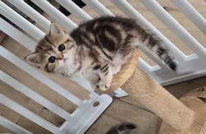 GoldenTabby Junge BKH  Kitten