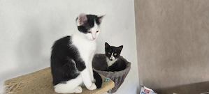Süße Katzenbabys suchen ein neues Zuhause Bild 2