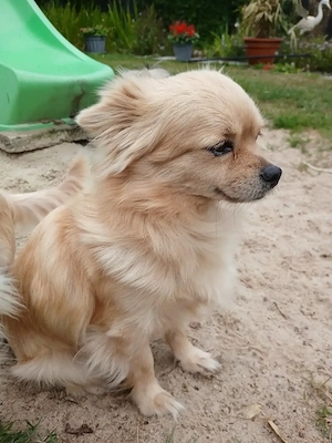 Zwergspitz Chihuahua Hündin 2,7 Jahre