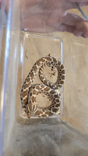 Westliche Hakennasennatter (Heterodon nasicus)