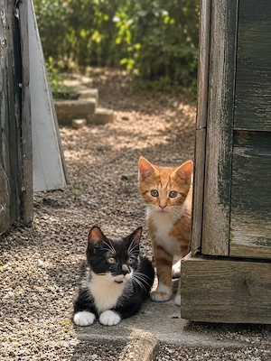 Zwei kleine Katzenkinder suchen ein neues Zuhause 