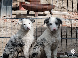 2 Border Collie Welpen