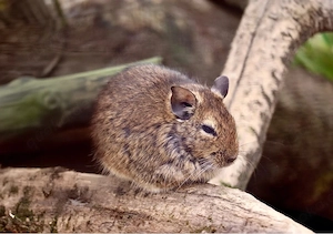 Drei Degu 