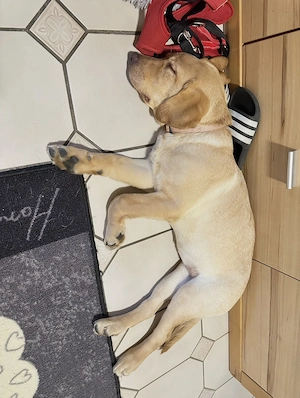  Labrador-Hündin Luna sucht ein liebevolles neues Zuhause