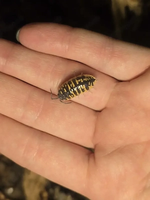 Assel   Porcellio Onatus Yellow
