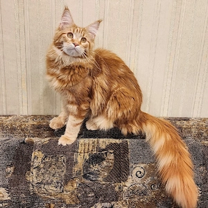 Ein männliches und ein weibliches Maine-Coon-Kätzchen