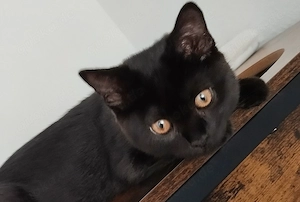 Bkh Schwarze Farbe Kitten ein Mädchen 