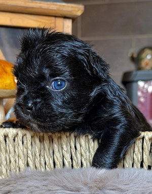 Premium Französische Bulldoggen Welpen aus promovierter Zucht 