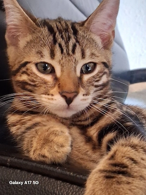Bengal Mix