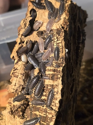 Assel   Trachelipus Caucasius 