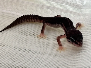 Black night super mack snow männchen leopardgecko