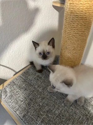 BKH katzen 