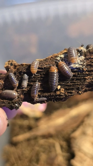 Assel   Armadillidium flavoscutatum redhead