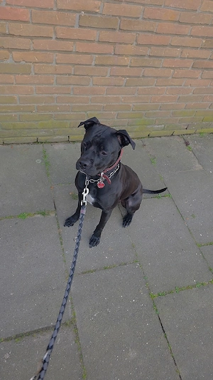 cane corso mix weibchen