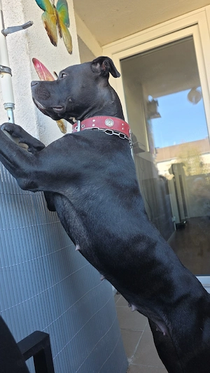 cane corso mix weibchen