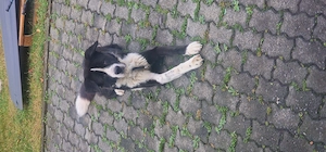     Alabai Akita Mischling sucht zuhause     