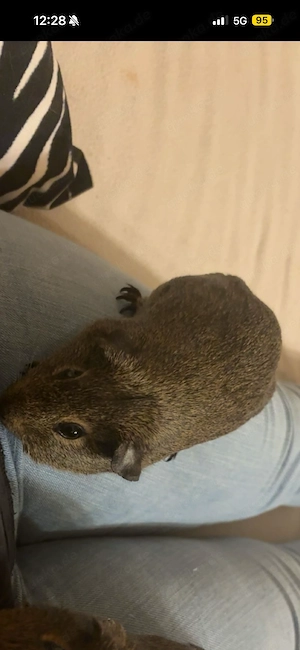 Meerschweinchen Weibchen 