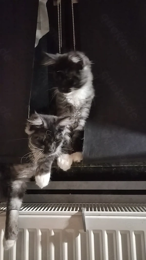 Moin Coon Kitten suchen ein neues Zuhause.