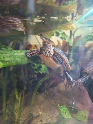 Wasserschildkröte 