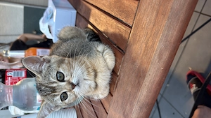 Britisch Kurzhaar Katze sucht ein liebevolles Zuhause     Ich verkaufe schweren Herzens meine süße