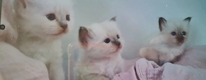 Süße Heilige Birma Kitten zu verkaufen