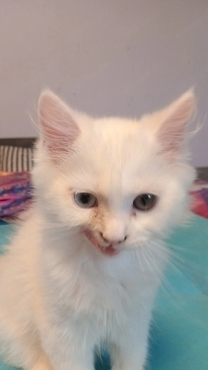 kitten suchen neuer zu hause Bild 3