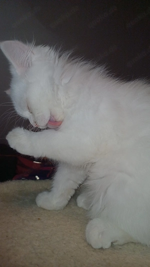 kitten suchen neuer zu hause Bild 2