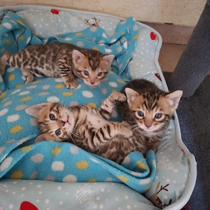 Reinrassige Bengal Kitten, mit Stammbaum, ab sofort abgabebereit 