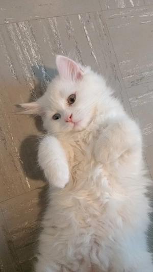 kitten suchen neuer zu hause Bild 5