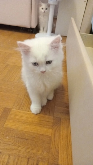 kitten suchen neuer zu hause