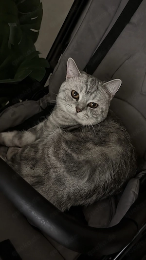 bkh kater sucht ein neues zuhause