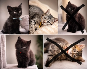 Sibirische Waldkatze & BKH Kitten (Edelmix)