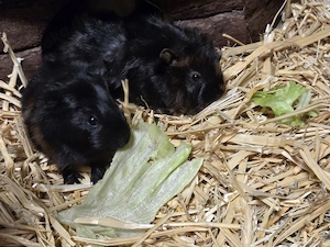 Meerschweinchen Böckchen abzugeben 