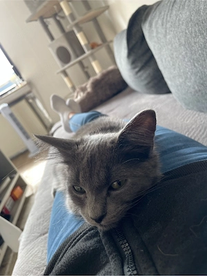 Nebelung Rasse Katze