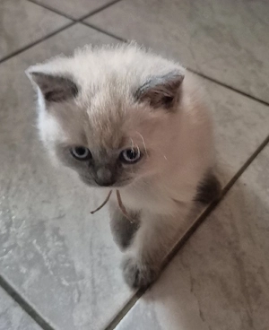 BKH Seal Point Kitten 